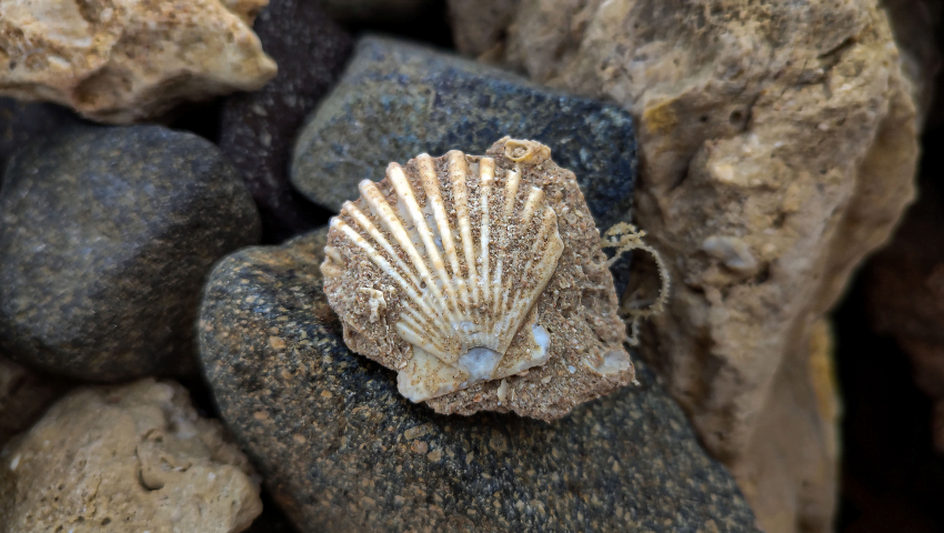 Sea shell